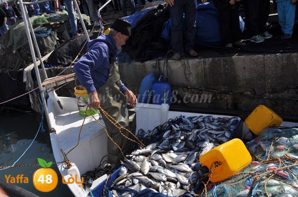 samak denisss (30).JPG